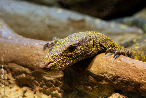 Monitor lizard on a branch