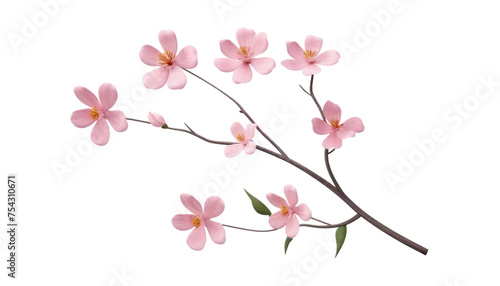 branch of blossom isolated on transparent background cutout