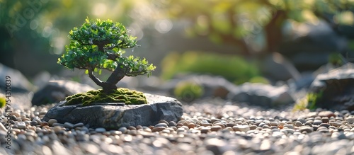 Bonsai Tree Thriving in Serene Zen Garden  Exhibiting Tranquility and Natures Beauty