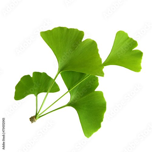 Twig with ginkgo biloba leaves isolated on a transparent background. Green, fresh leaves of Мaidenhair. PNG
