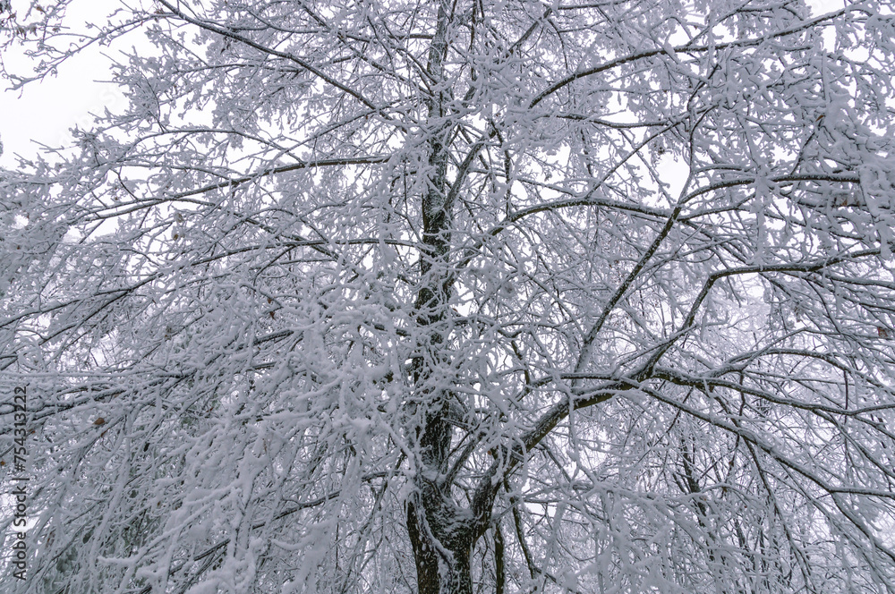 Obraz premium Frozen trees after a sudden cold snap. Ice on branches and leaves. Changeable weather. Frosty weather in winter. 