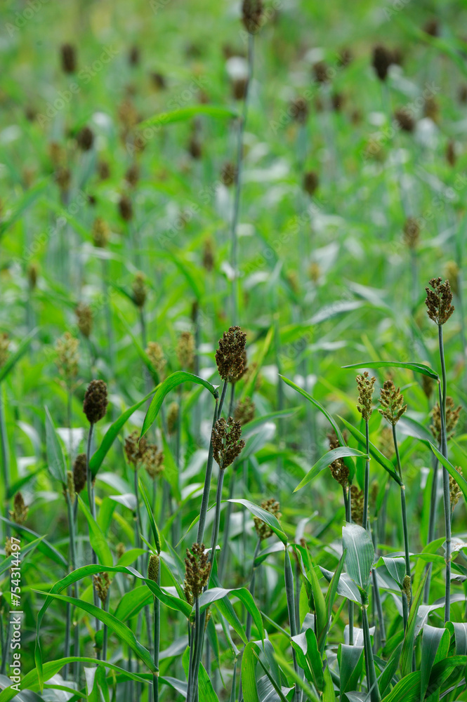 A bicolor) wheat field in Uganda. is also