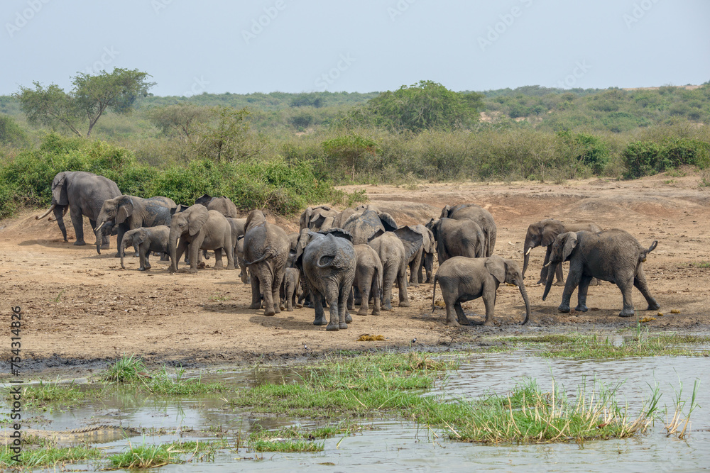 A small herd of African elephants (Loxodonta africana) on the shore of Lake Edward, Uganda, East Africa A small herd of African elephants (Loxodonta africana) on the shore of Lake Edward, Uganda, East Africa