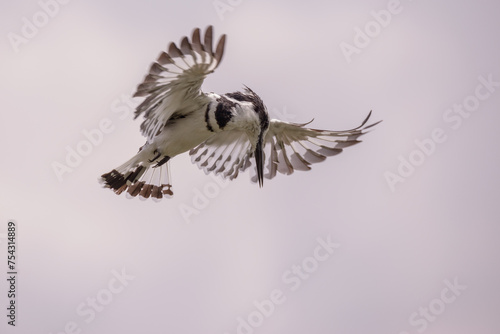 Pied kingfisher (Ceryle rudis) from below hovering over Lake Edward, Uganda, East Africa. photo