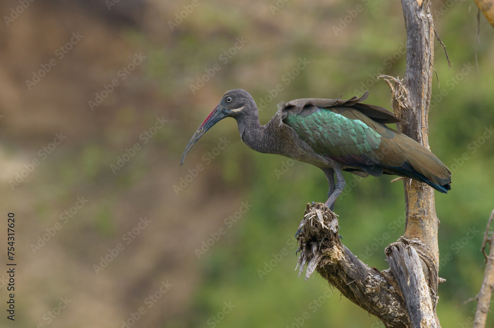 Naklejka premium A hadada ibis (Bostrychia hagedash) in breeding plumage perched on a tree bough branch log, Lake Edward, Uganda, East Africa.