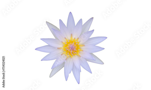 white lotus flower on a transparent background