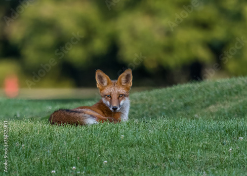 A beautiful red fox resting on the green grass on a warm sunny day with a bokeh background near Niagara Falls, Ontario, Canada.