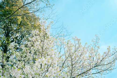 鎌倉の神社に咲く桜