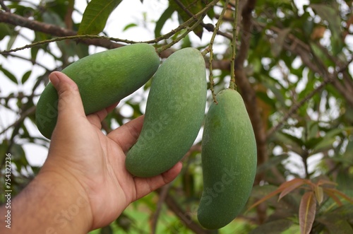 hand holding the mangoes that hanging on the tree photo