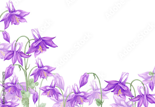 Canvas Print Hand drawn watercolor purple aquilegia flowers frame border isolated on white background