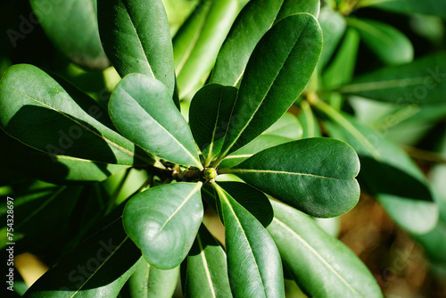 Bud of leathery leaves evergreen plant Pittosporum tobira photo