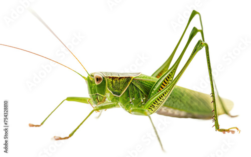 The Green Beauty of a Katydid Nymph On Transparent Background.