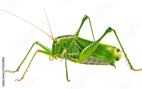 Camouflage Artistry of Katydids On Transparent Background.