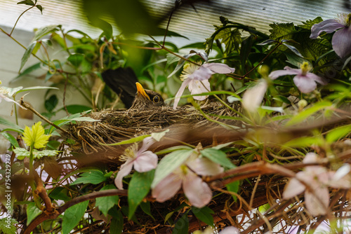 Female blackbird Turdus merula in nest, incubating eggs © Russell
