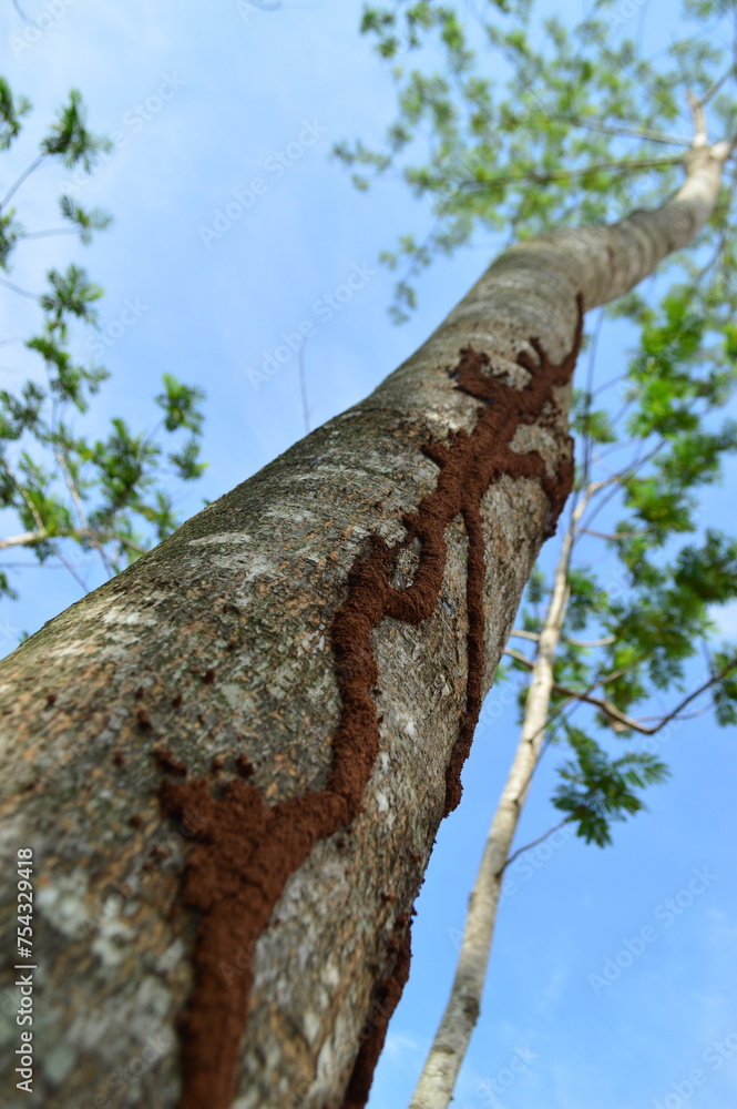 Fototapeta premium A tree eaten by termites. Termite nests creeping up trees