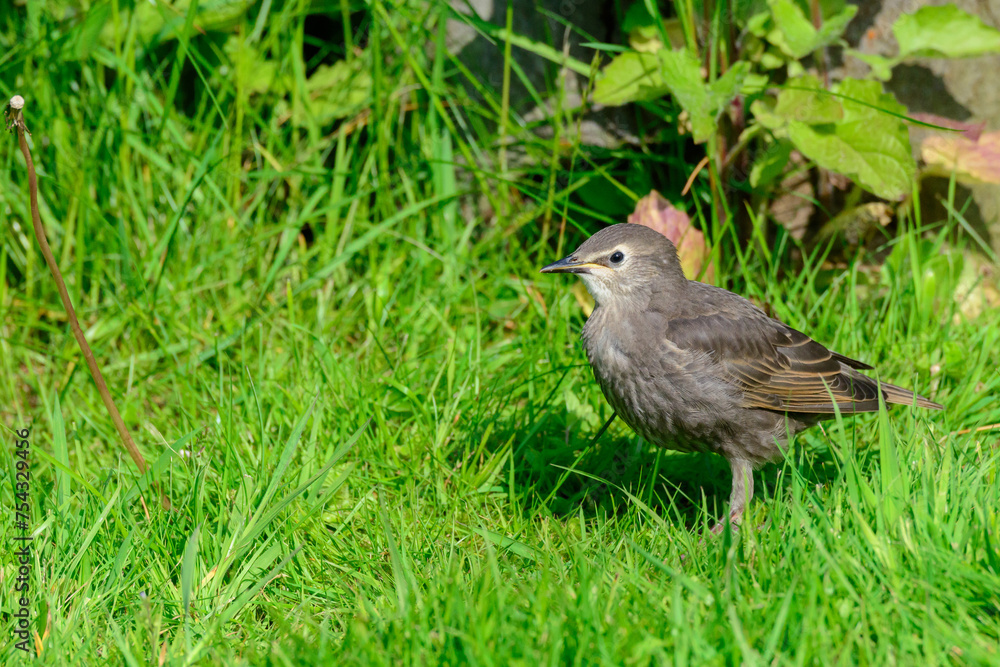 Juvenile common starling Sturnus vulgaris in a suburban British garden Juvenile common starling Sturnus vulgaris in a suburban British garden