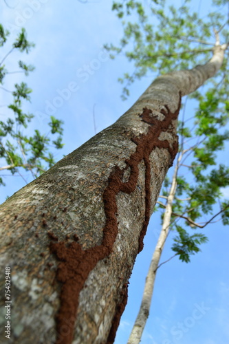 A tree eaten by termites. Termite nests creeping up trees