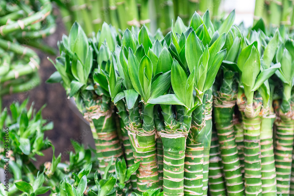 Obraz premium Hong Kong 2024