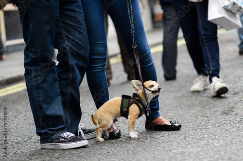 A pet dog chihuahua in a harness, on a lead, leash amongst human legs, outdoors, on the street.