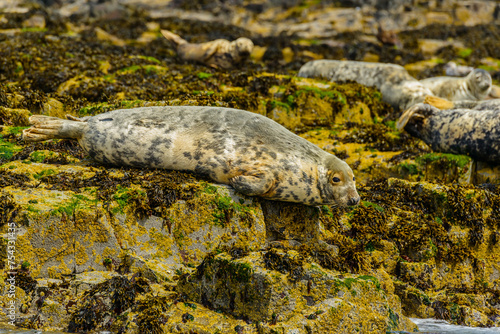 Quadro su tela Adult Atlantic grey grey seal Halichoerus grypus lying prone on rocks