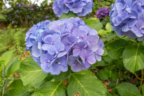 Celestial blue hydrangea or hortensia flower closeup.