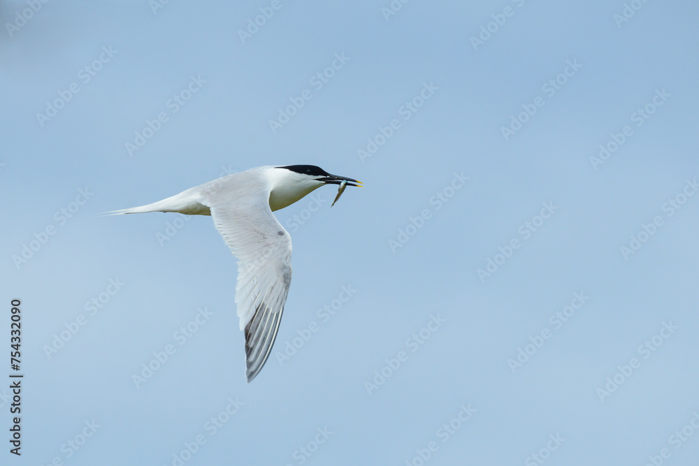 Sandwich Tern, Sterna sandvicensis, with a single sand-eel sandeel sand eel in its beak, against a pale blue hazy sky. Sandwich Tern, Sterna sandvicensis, with a single sand-eel sandeel sand eel in its beak, against a pale blue hazy sky.