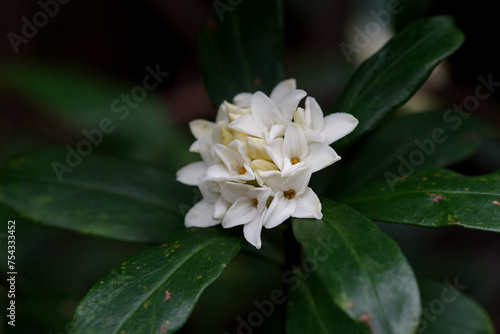 東京港区赤坂4丁目の白い沈丁花が香り始めた