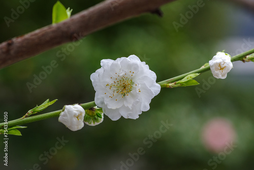 東京港区赤坂氷川公園の白い桃の花