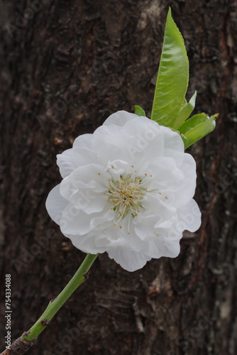 東京港区赤坂氷川公園の白い桃の花
