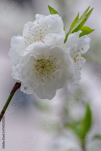 東京港区赤坂氷川公園の白い桃の花