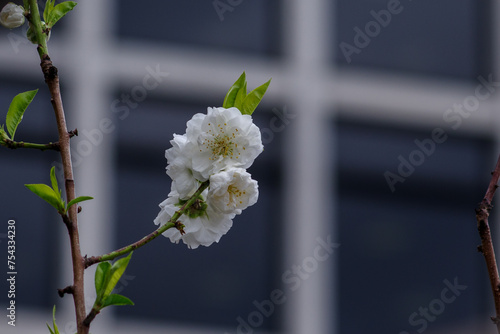 東京港区赤坂氷川公園の白い桃の花