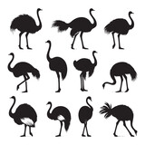 Stride of the Savannah: Vector Ostrich Silhouette Collection for Wildlife Designs, Safari Illustrations, and Desert-themed Artwork.