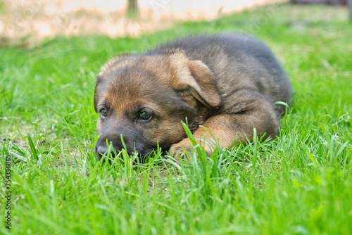 Beautiful German Shepherd puppies playing in a garden on a sunny summer day in Skaraborg Sweden