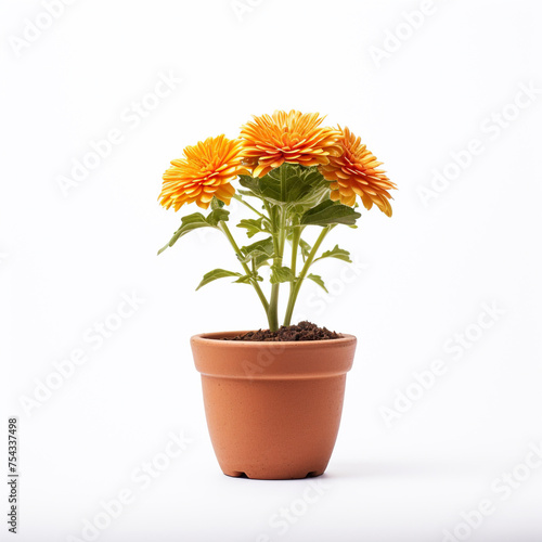 flower in a pot on a white background сreated with Generative Ai