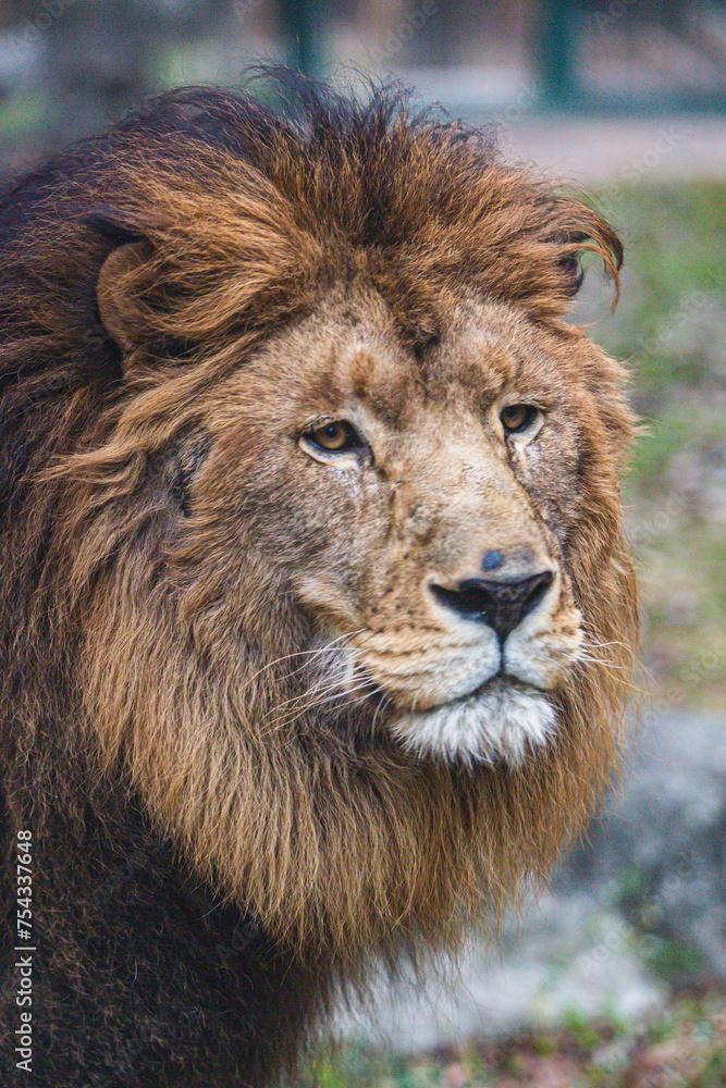 portrait of a lion