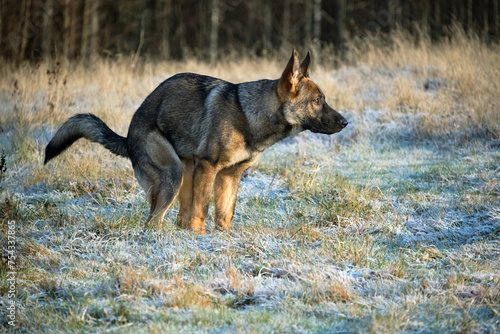Beautiful German Shepherd dog playing in a meadow on a sunny day in Skaraborg Sweden.