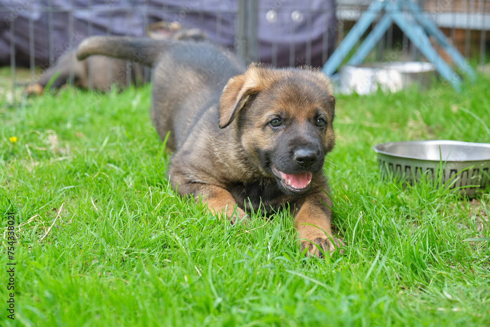 Beautiful German Shepherd puppies playing in a garden on a sunny summer day in Skaraborg Sweden Beautiful German Shepherd puppies playing in a garden on a sunny summer day in Skaraborg Sweden