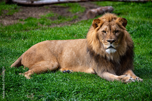 lion in the grass