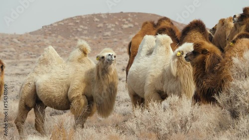 A herd of domestic two-humped camels covered with thick wool. Animals grazing in the wild desert in early spring. Dry vegetation