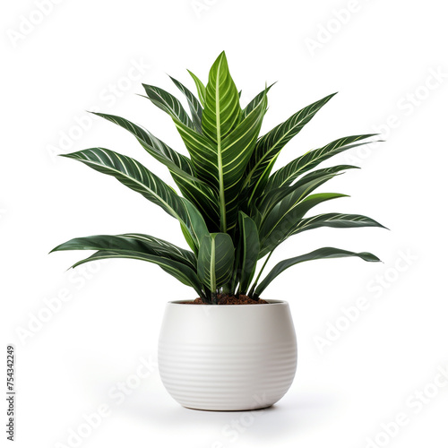 exotic plant in a pot on a white background   reated with Generative Ai