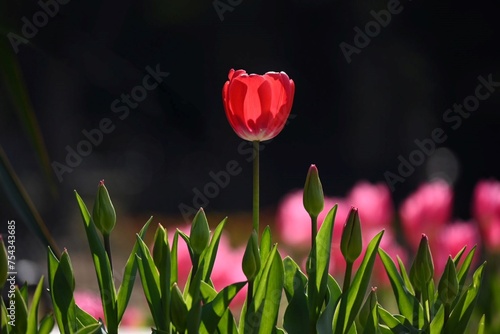 光に透けるチューリップ