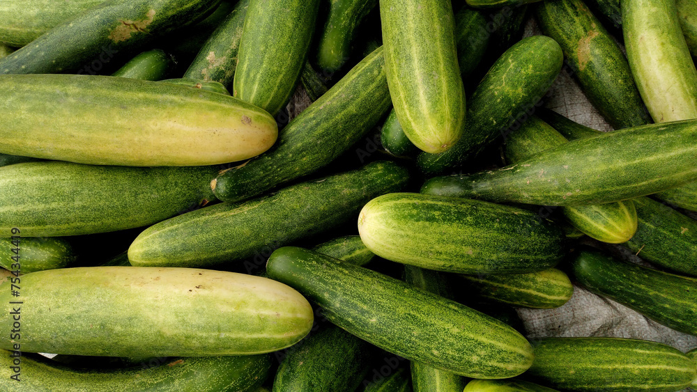 cucumber cucumber