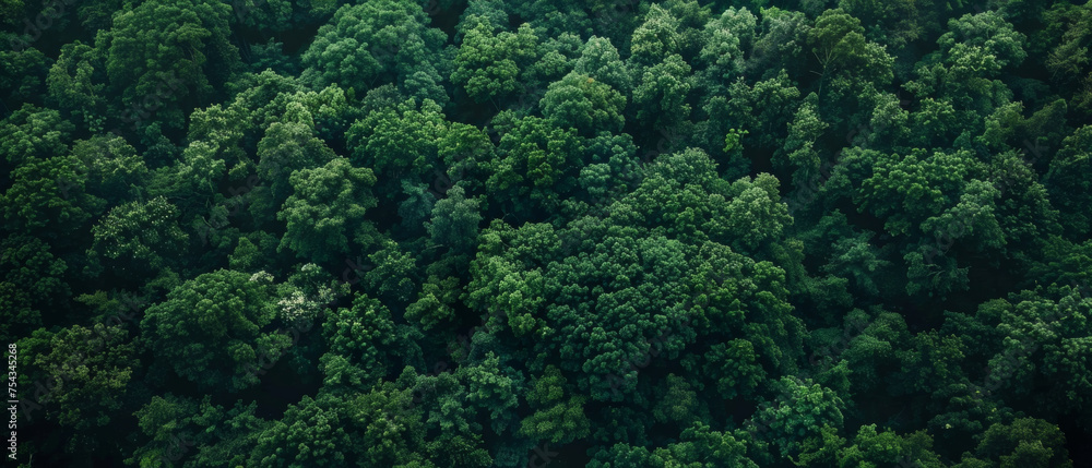 Aerial view of dense green forest canopy from above.