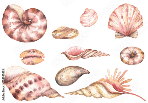 Sea creatures hand drawn watercolor pattern beach, engraving, vintage, marine starfish, coast, backdrop, shape, colorful, pattern, drawing, shells.