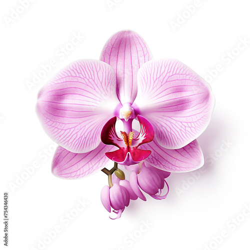 orchid flower on white background   reated with Generative Ai