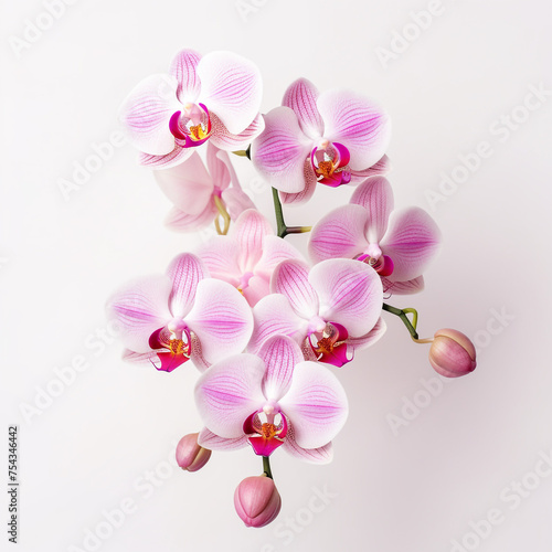 orchid flower on white background   reated with Generative Ai