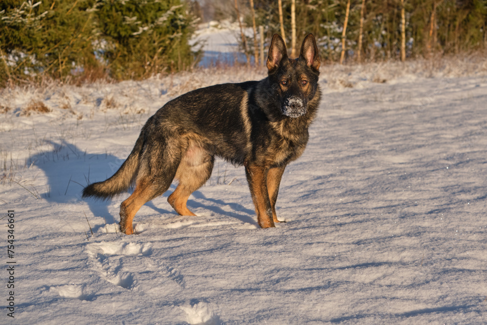 Beautiful German Shepherd dog playing in a snowy meadow on a sunny winter day in Skaraborg Sweden
