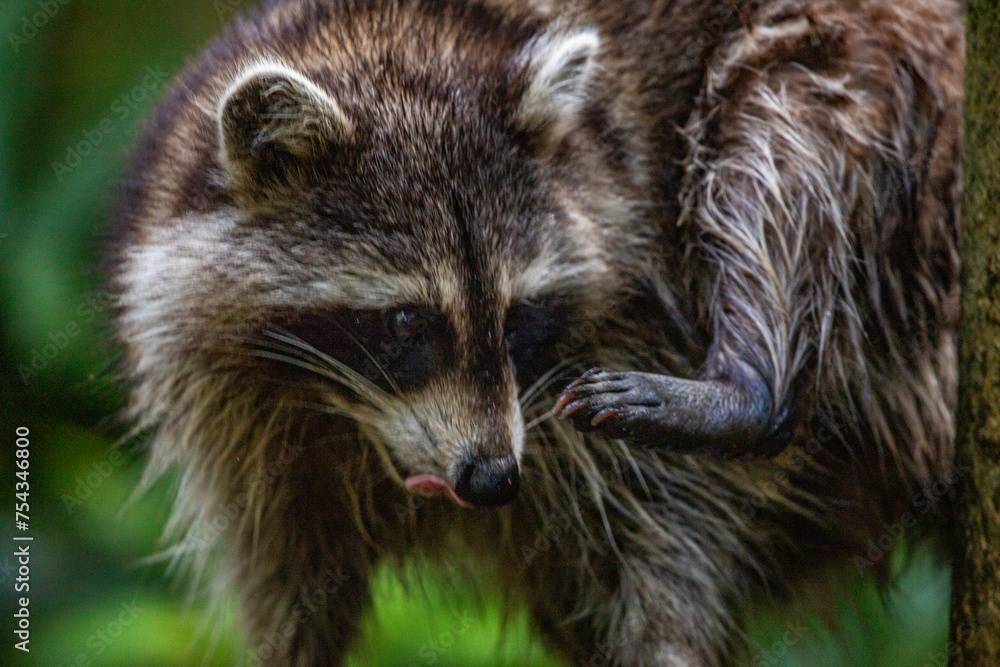 Raccoon in a natural environment, close-up, portrait of the animal on Guadeloupe au Parc des Mamelles, in the Caribbean. French Antilles, France Raccoon in a natural environment, close-up, portrait of the animal on Guadeloupe au Parc des Mamelles, in the Caribbean. French Antilles, France