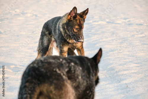 Beautiful German Shepherd dogs playing in a snowy meadow on a sunny winter day in Skaraborg Sweden