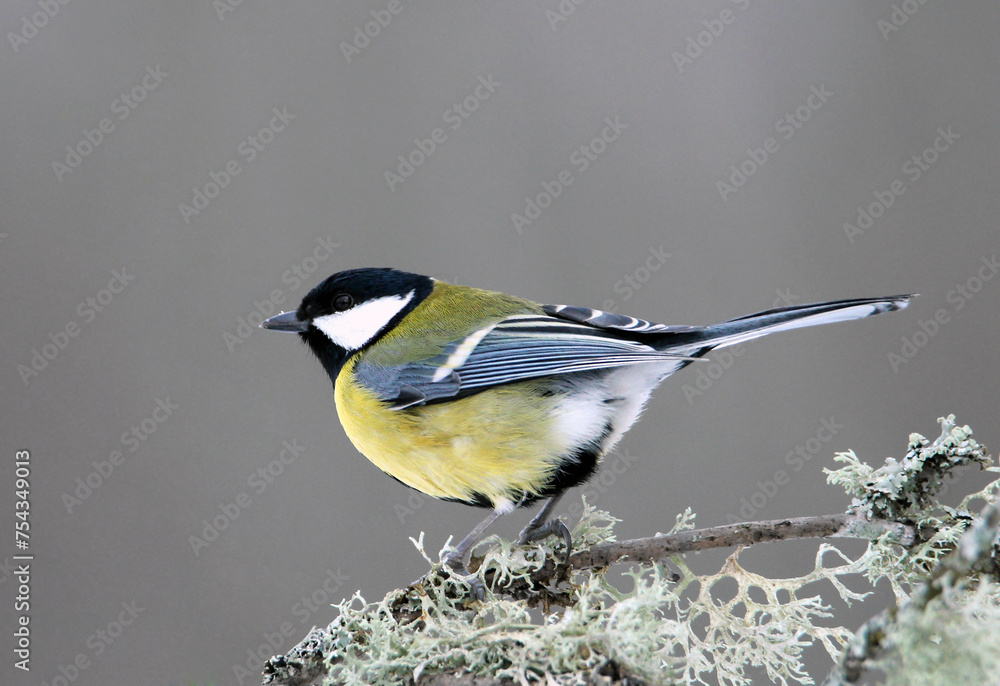 Obraz premium Great tit on a branch (Parus major)